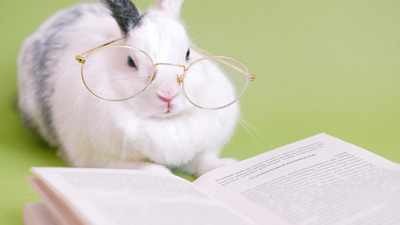 An adorable rabbit wearing glasses, posed with a book