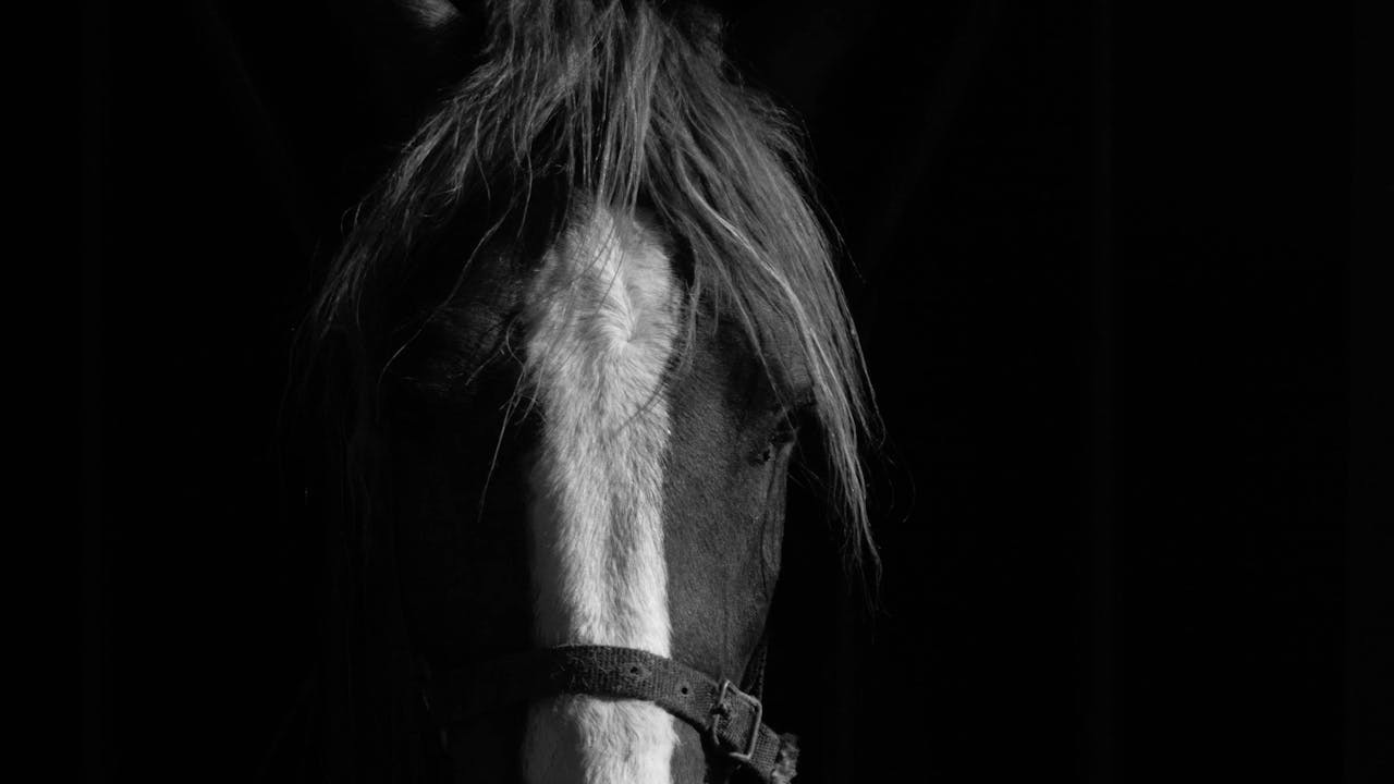 A majestic horse portrait in dramatic lighting