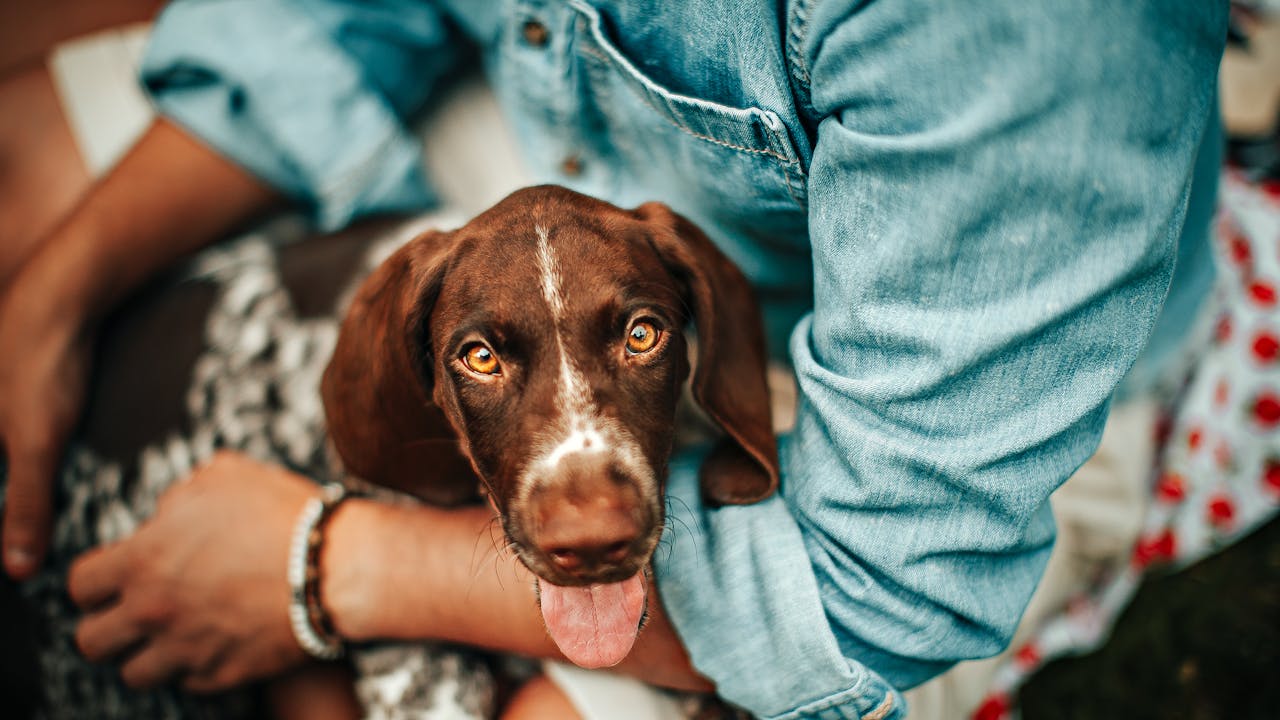 A person holding a puppy lovingly