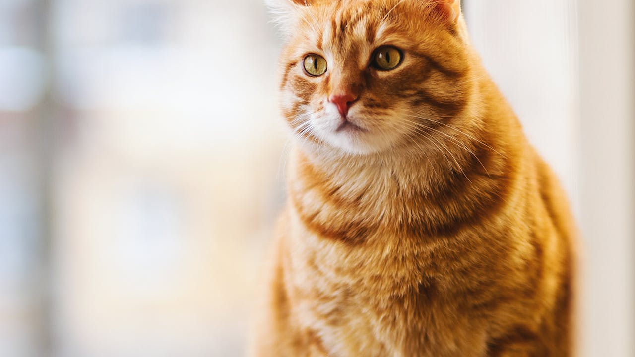 Person relaxing at home with their cat companion