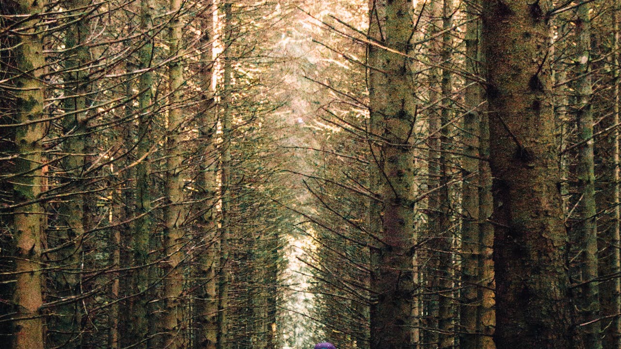 Hunter in autumn forest with gear, morning light