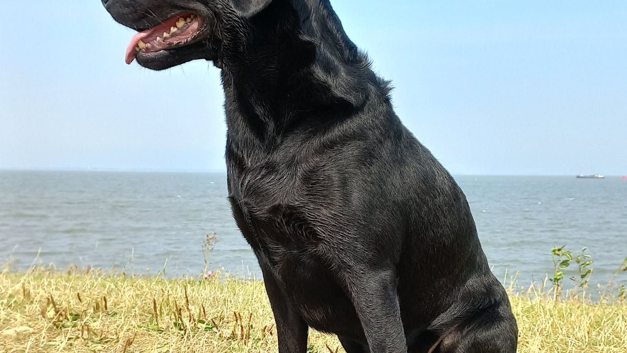 Hunting dog Labrador retriever in a field, ready to retrieve