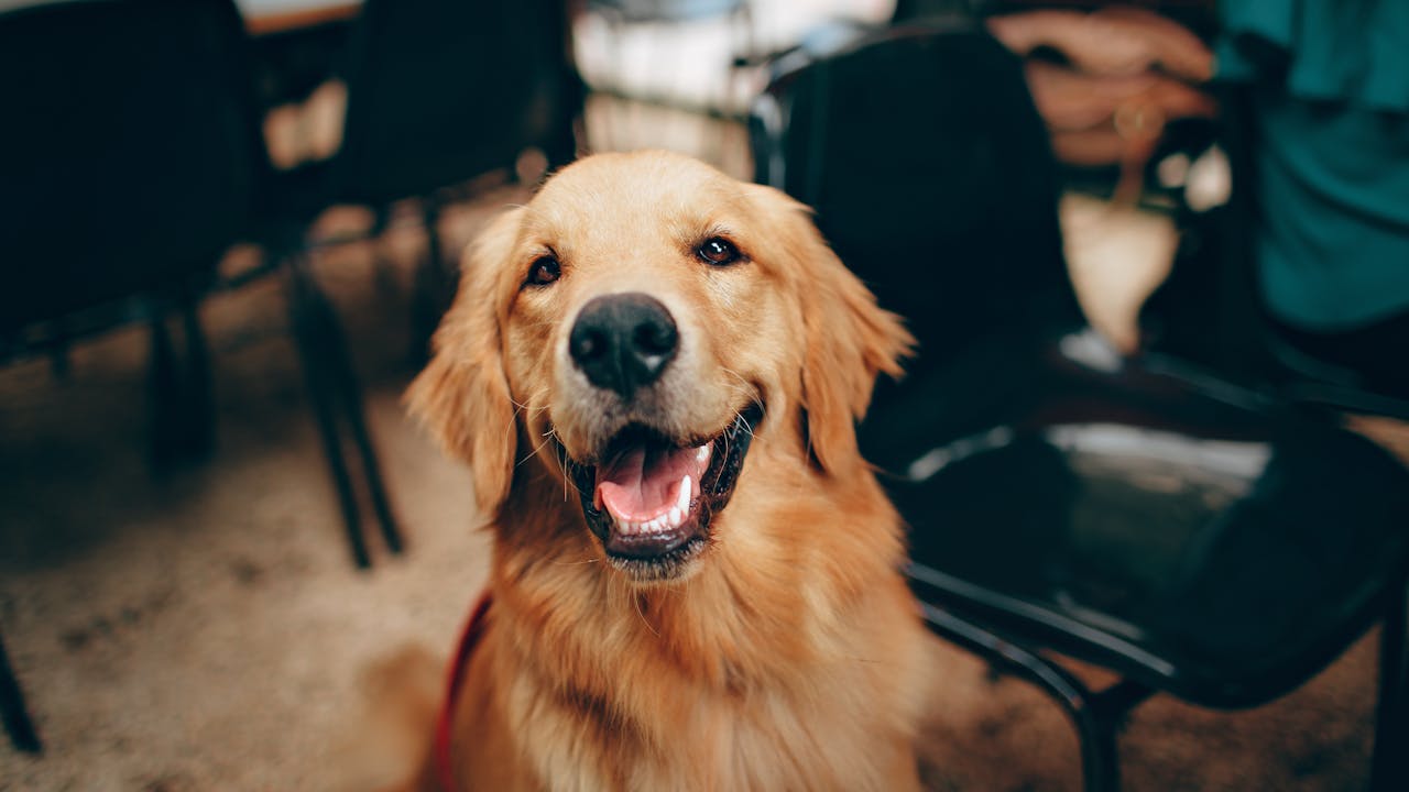 Dog looking upward with a noble expression against natural lighting