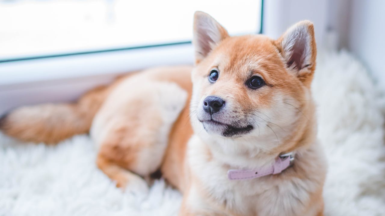 Golden retriever with a noble expression, the perfect subject for royal portrait art