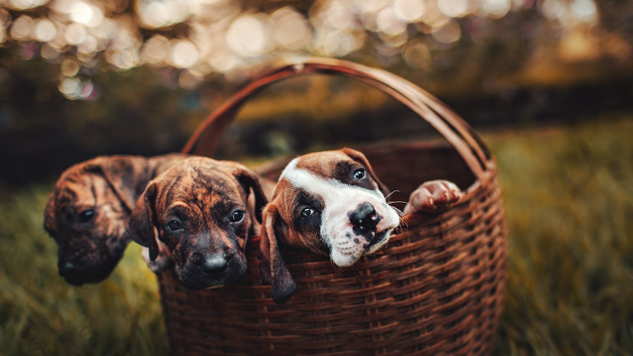 Elegant wall art display showing how pet portraits enhance home decor
