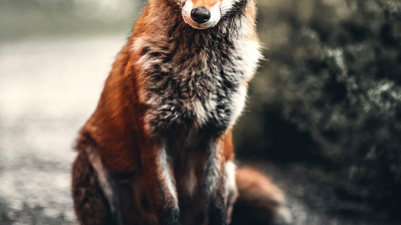 Artistic close-up portrait of an animal with expressive features