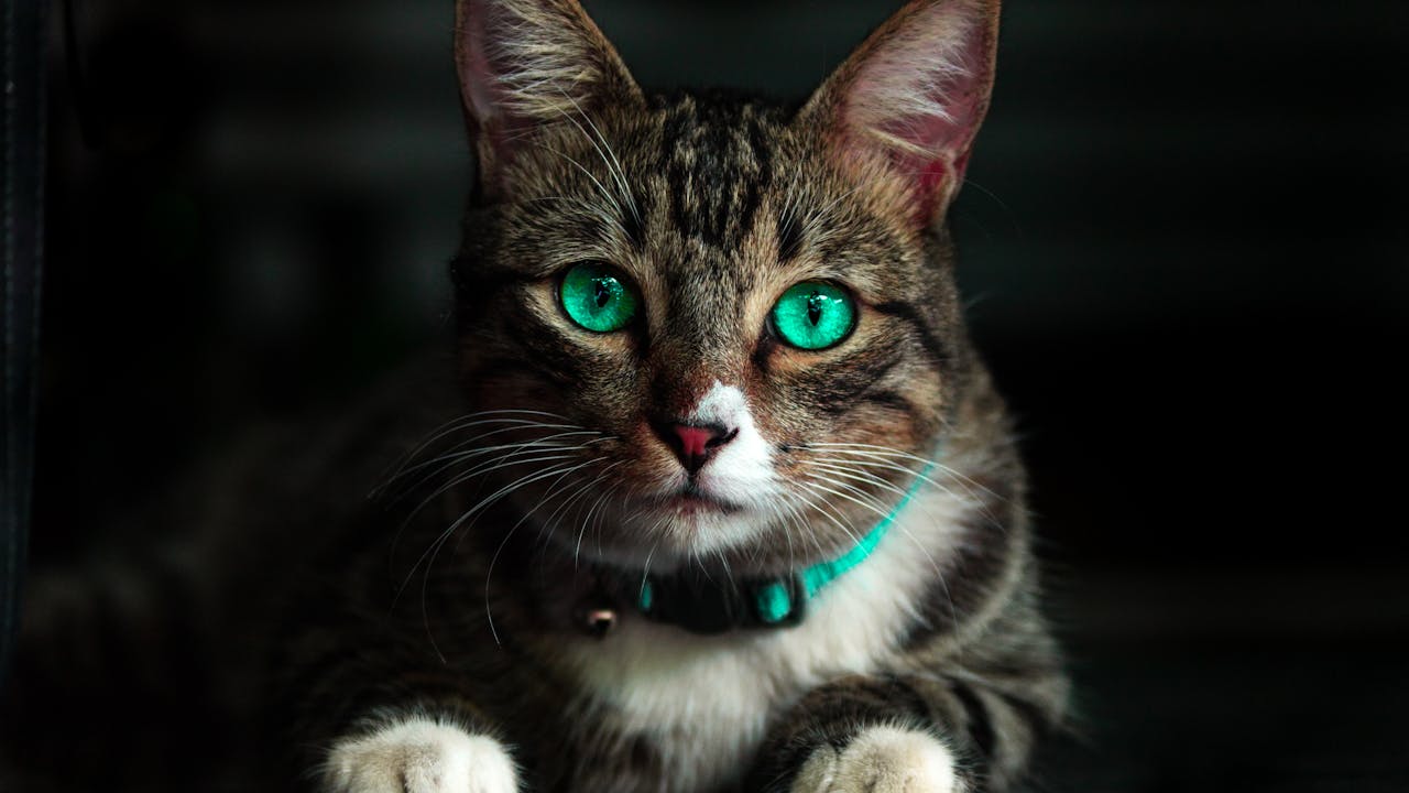 Beautiful orange tabby cat looking directly at camera