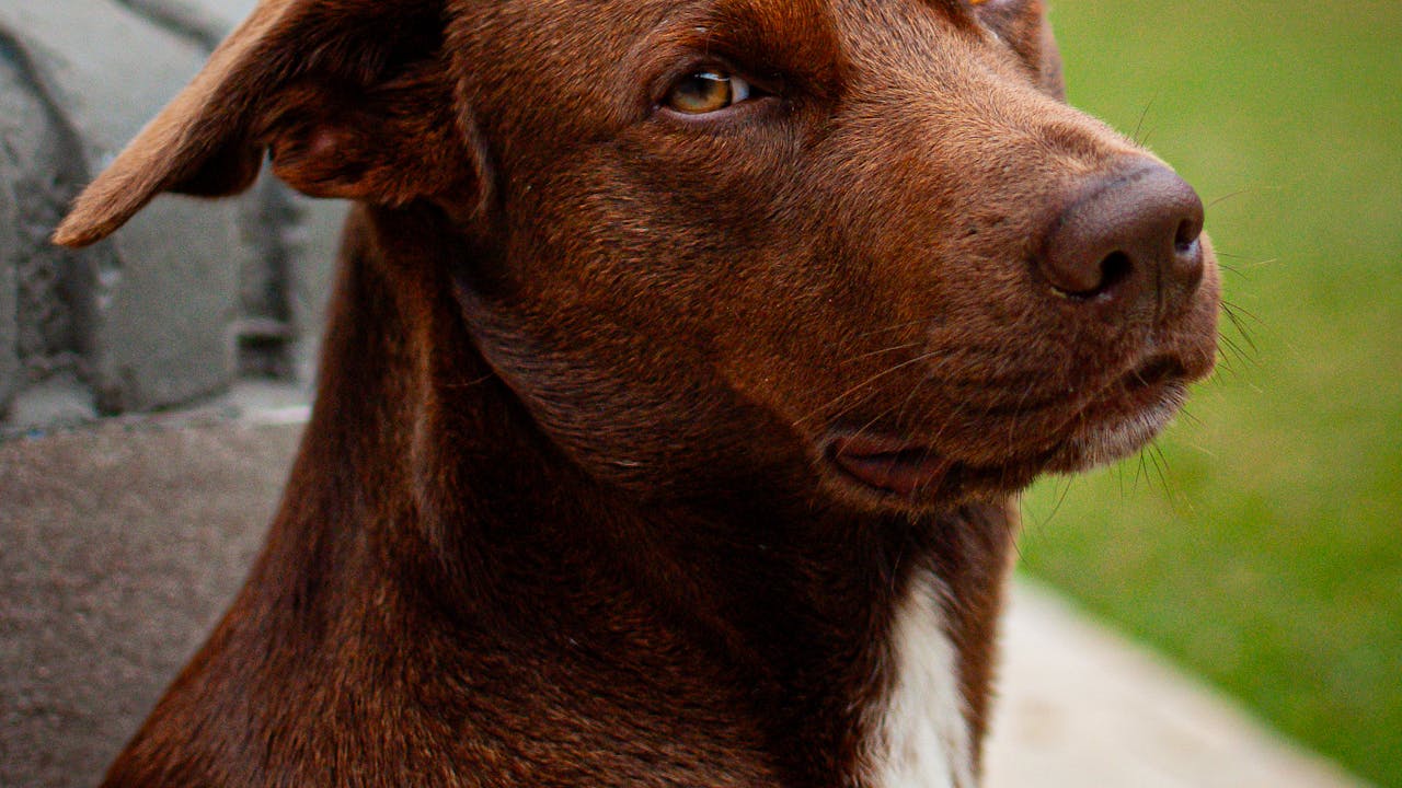 Dog looking at camera with warm natural lighting, perfect reference photo for a custom portrait