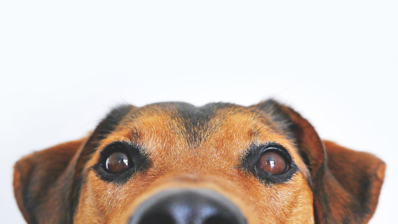 Dog sitting in warm natural light with expressive eyes, perfect reference for a portrait