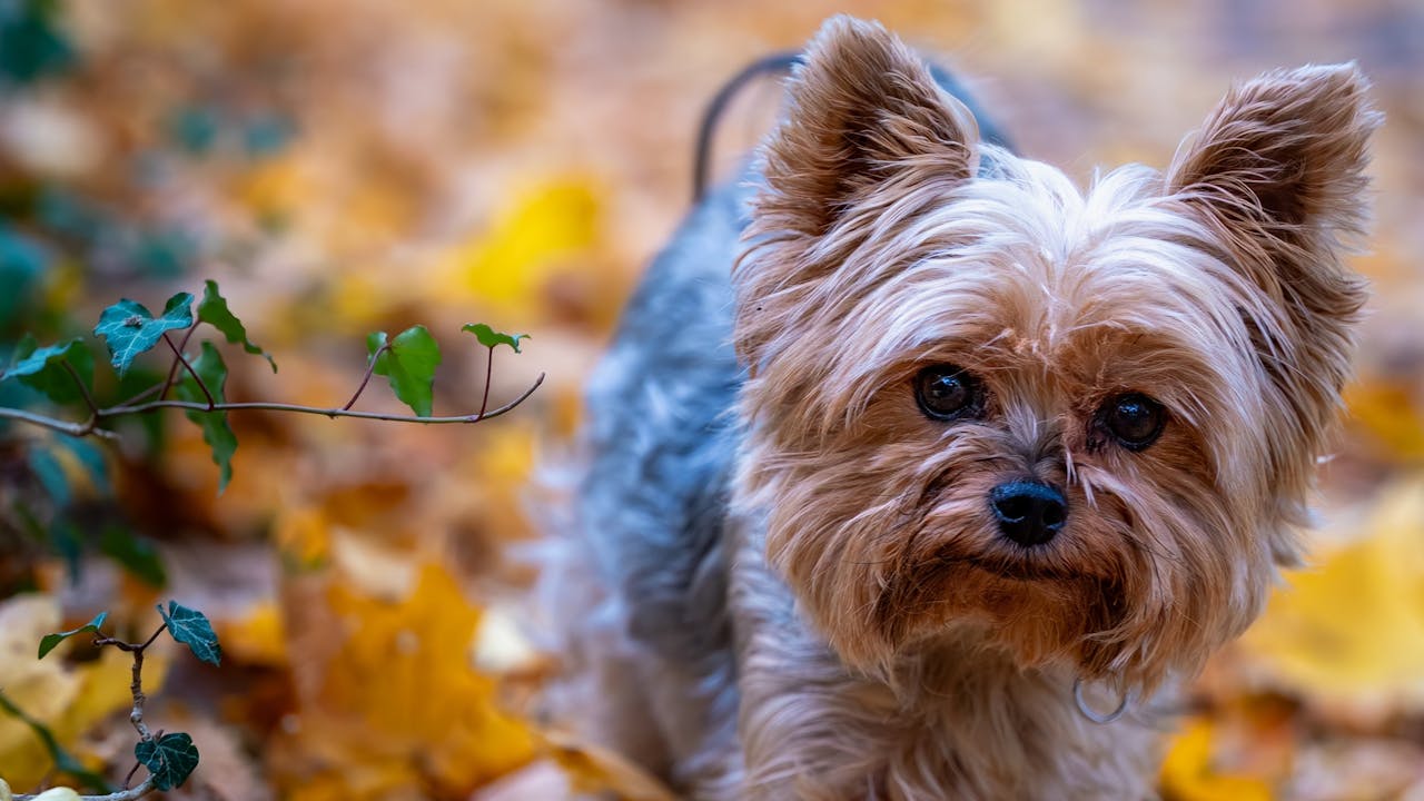 A dog enjoying autumn leaves outdoors, perfect for family portrait sessions