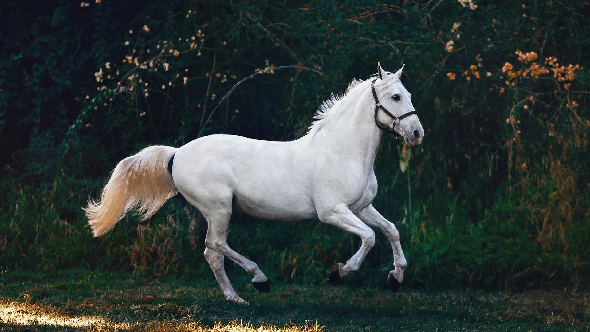 Rider embracing horse showing the special bond between horse and owner