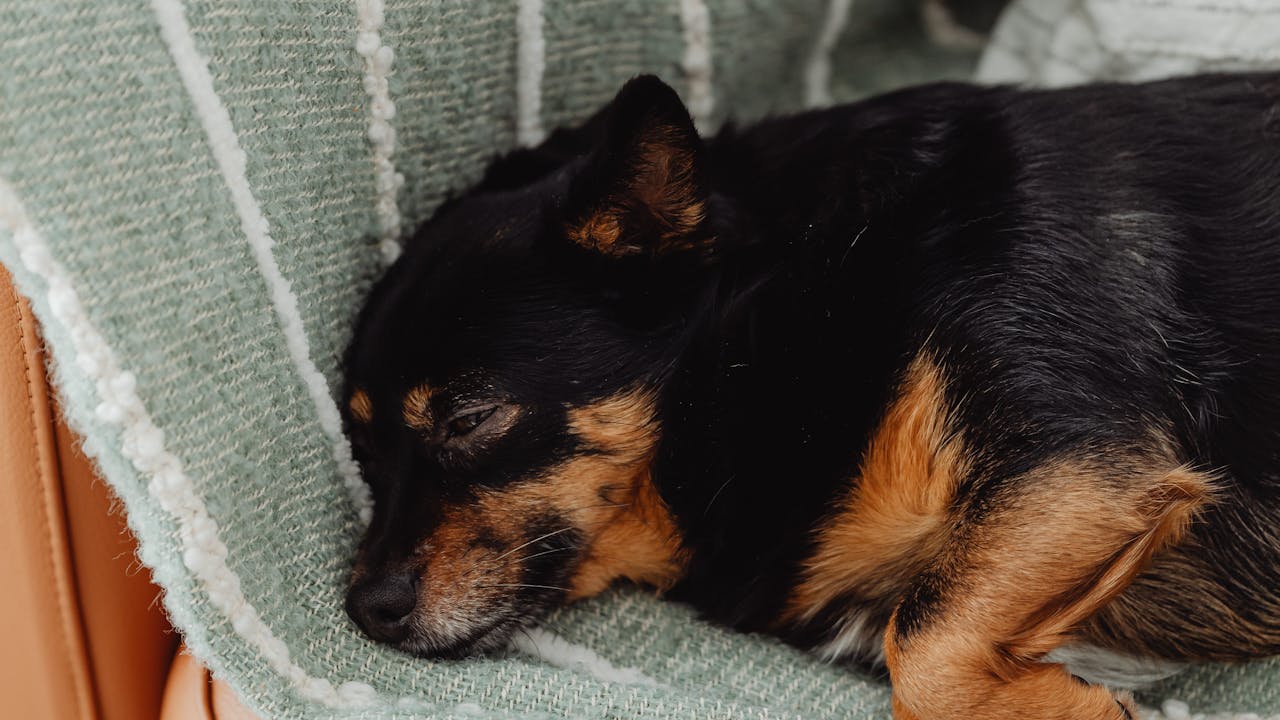 Dog resting peacefully on a couch at home
