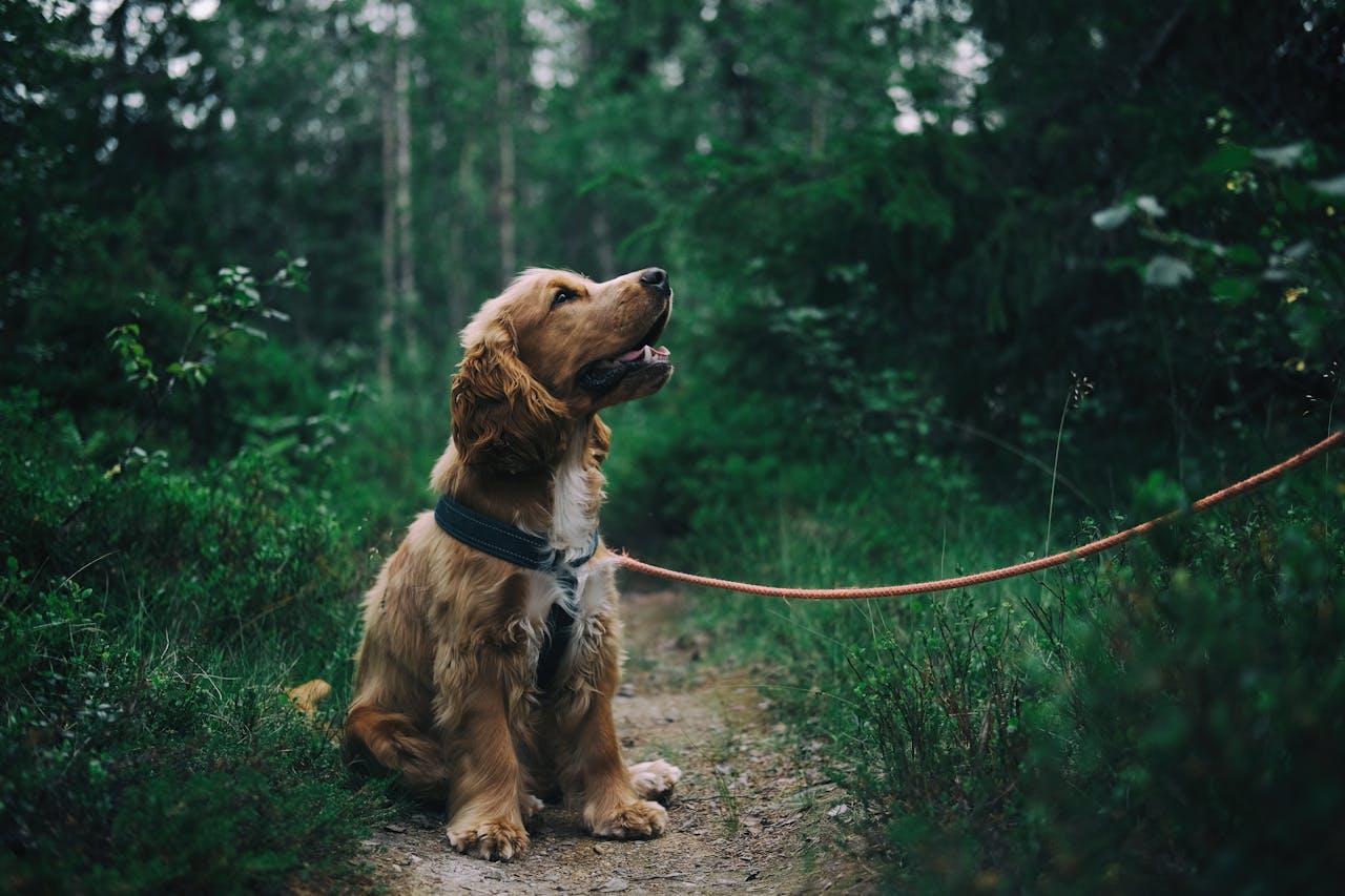 Dog running through a field, capturing the joy and energy that makes great portraits