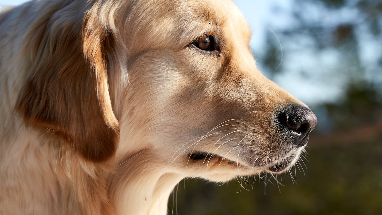 Golden retriever dog in renaissance style portrait painting