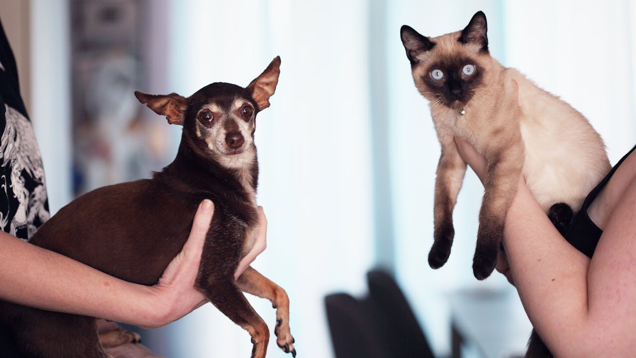Person holding a dog and cat together, showing the bond between owners and pets