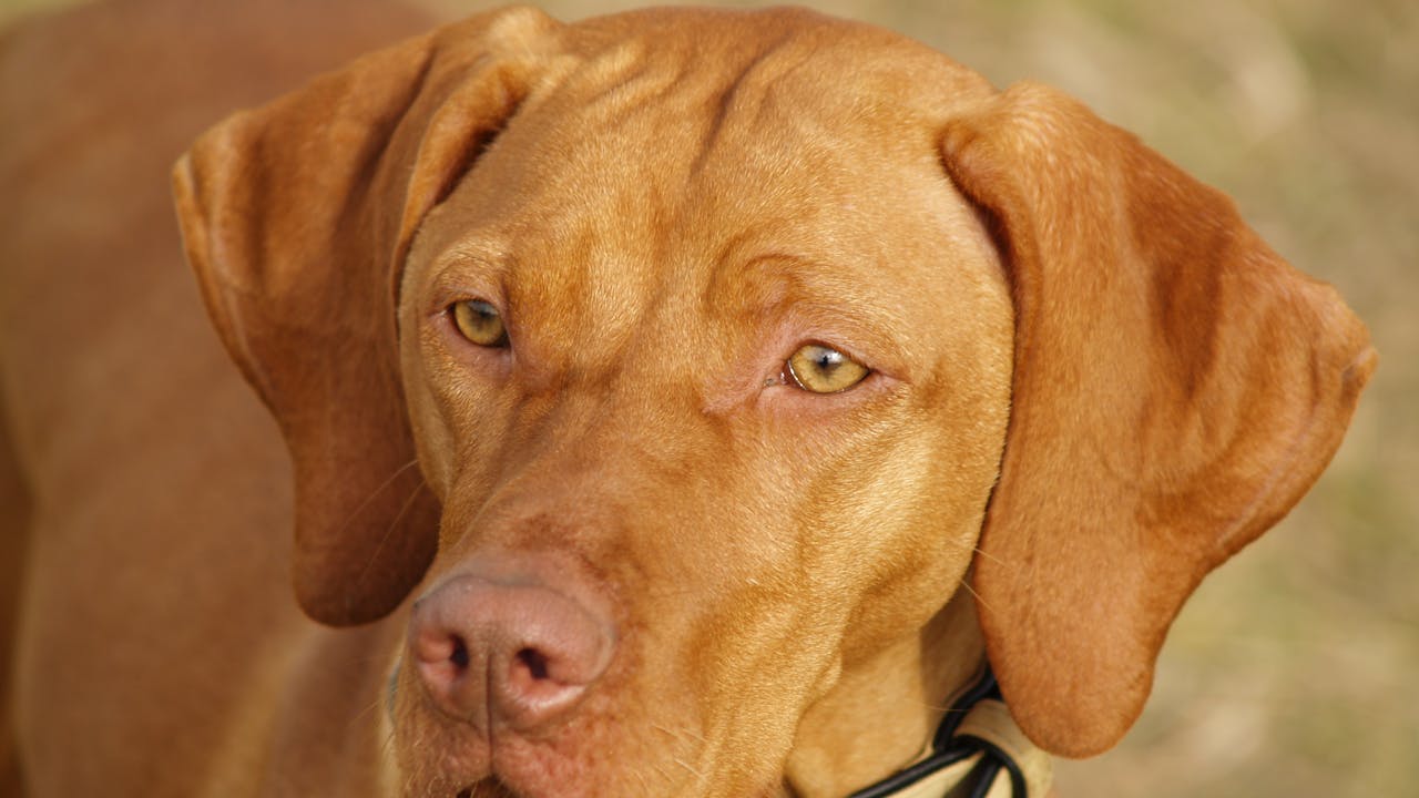 Dog posing for a portrait photo in natural light