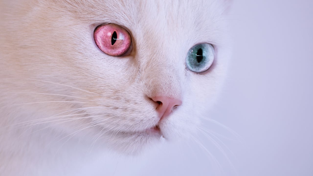 Cat with dignified expression looking directly at the camera