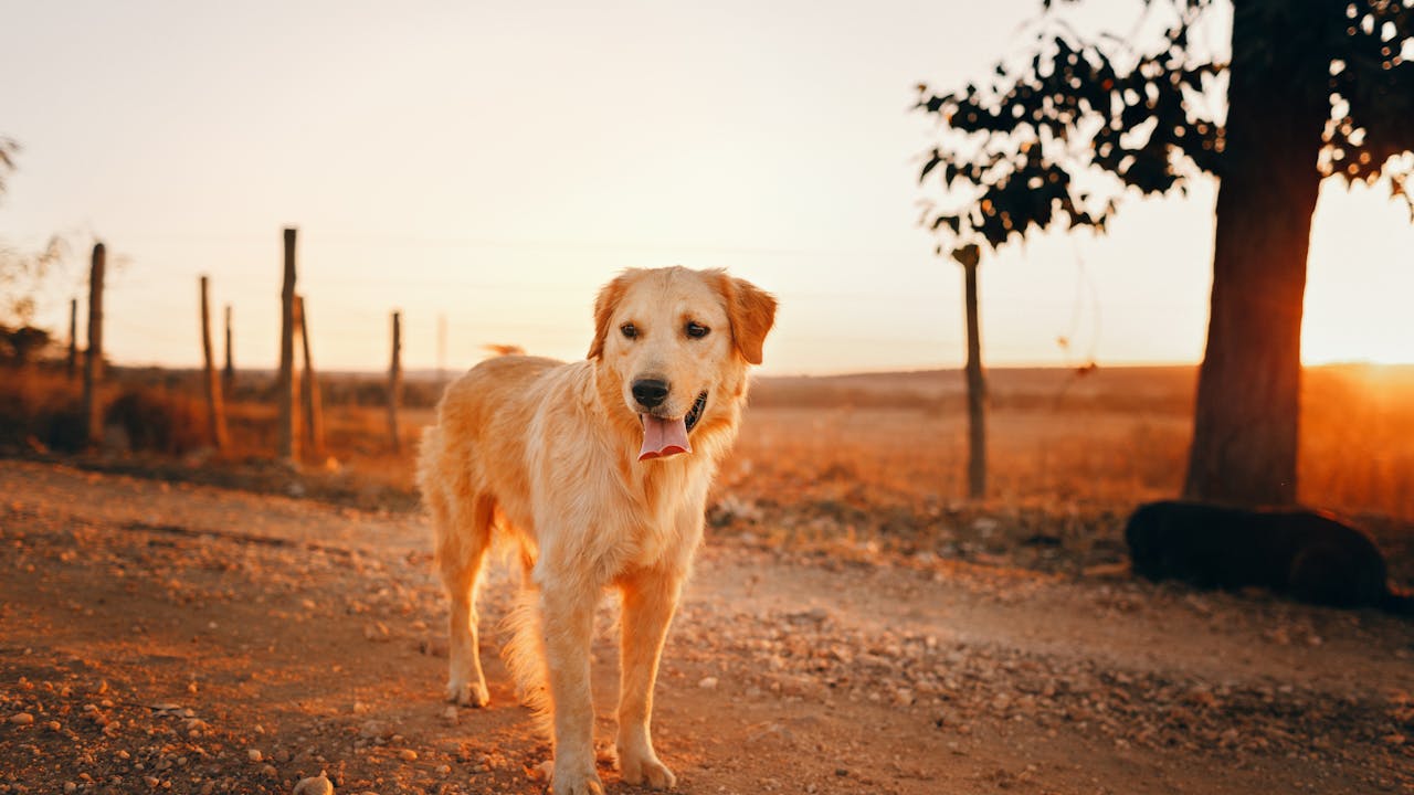 Golden retriever sitting in natural light with a portrait-worthy expression