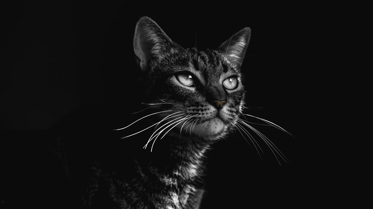 Dignified cat with majestic presence and striking eyes