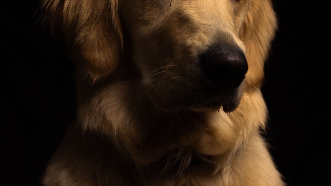 Noble dog with a regal expression in warm natural lighting