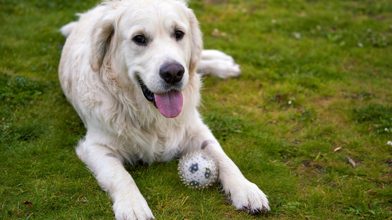 Happy dog in a garden setting