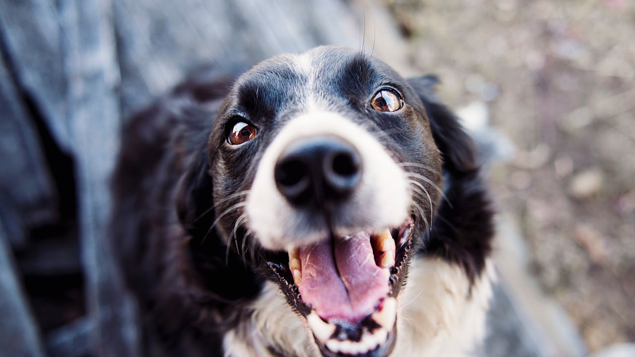 Dog looking into the distance with a peaceful, dignified expression
