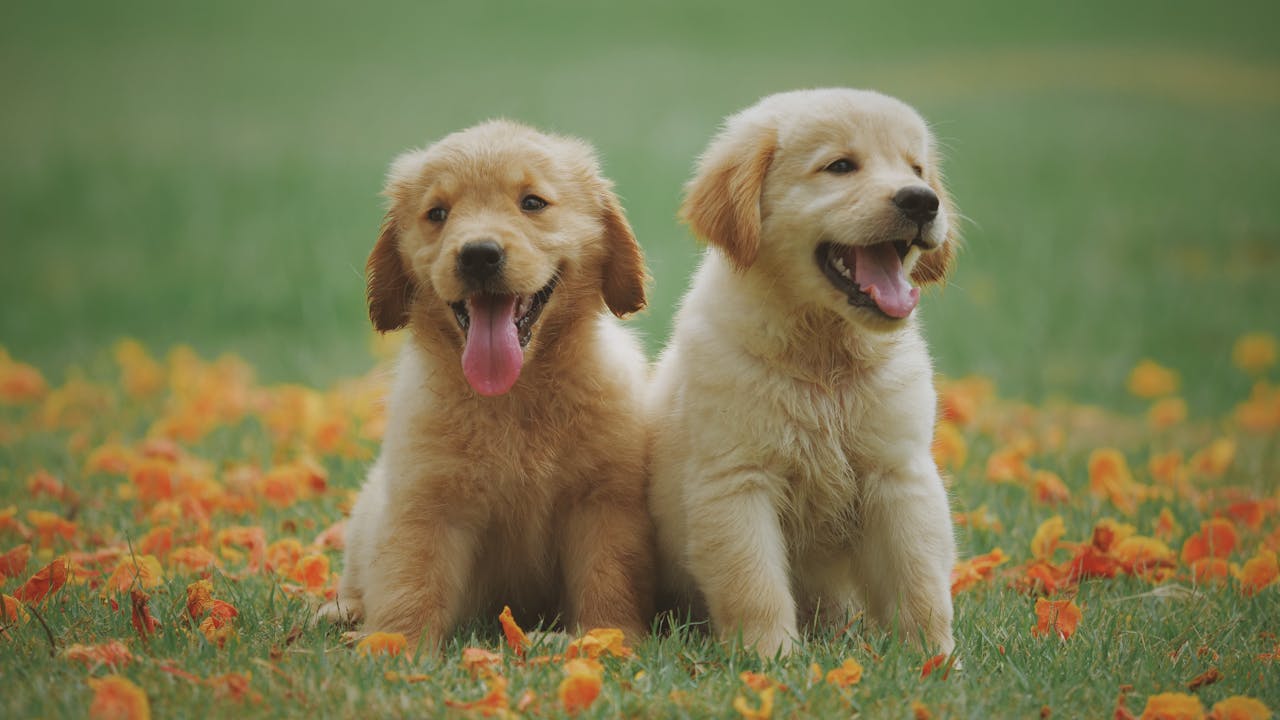 Golden retriever with warm, expressive eyes photographed in natural light