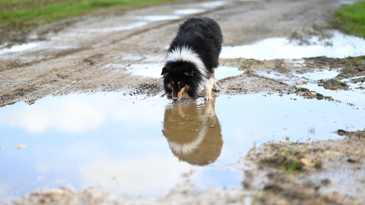 Dog drinking water from a bowl - normal dog hydration behavior