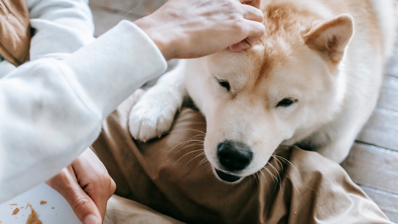 Dog resting with its owner - the bond between a person and their dog