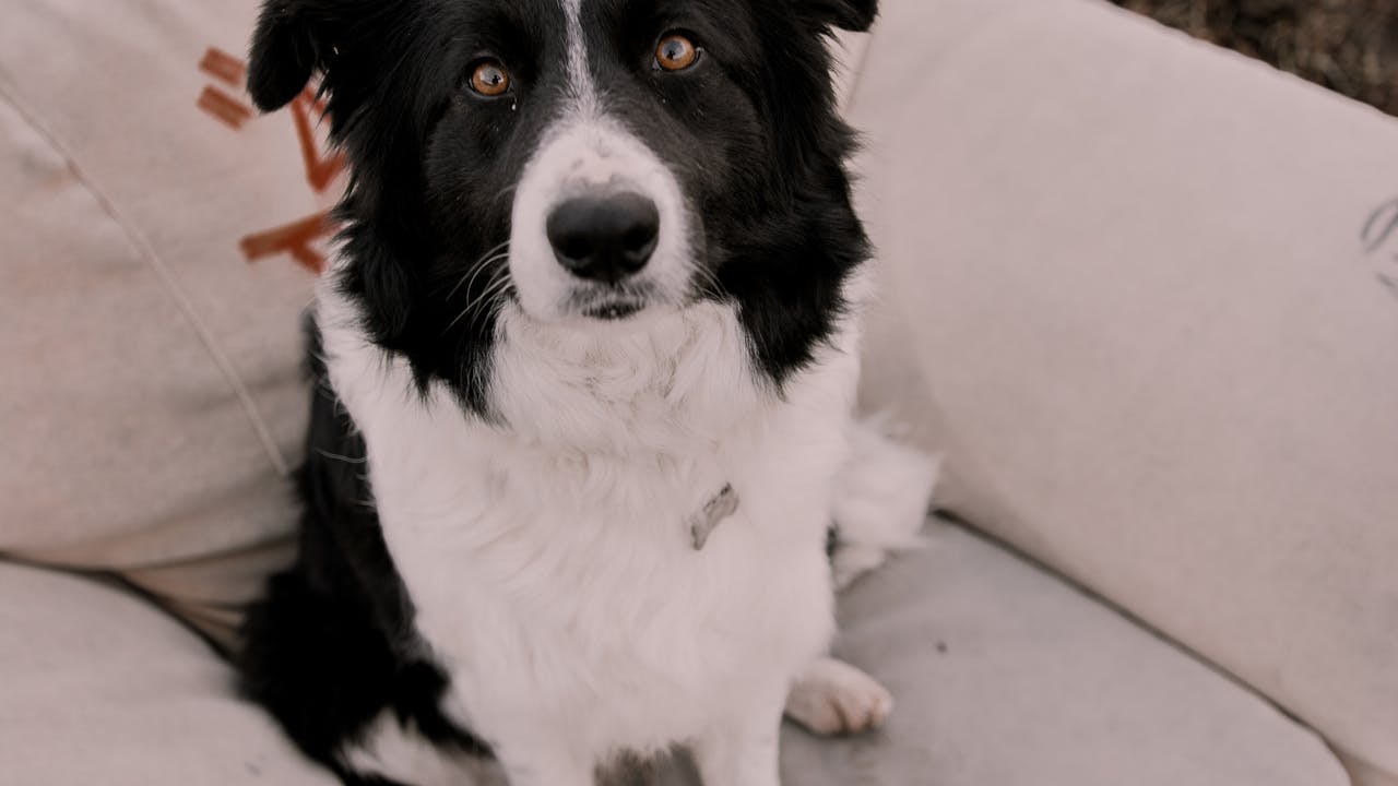 Dog sitting on a sofa chair, comfortable and relaxed indoors
