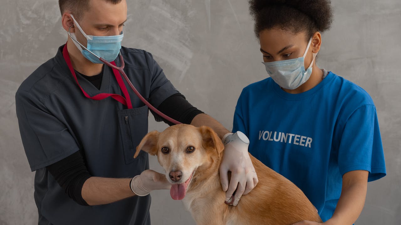 Veterinarian examining a dog during a health checkup at the clinic