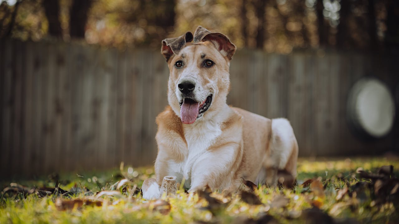 Happy dog resting in a sunny autumn yard, content and comfortable