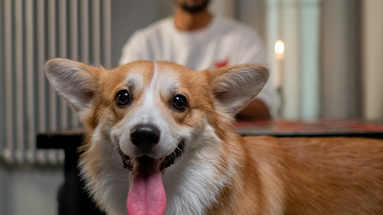 Panting corgi dog with tongue out, happy and alert on a walk